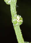 Winged pigweed